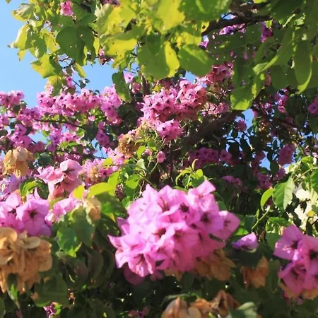 아파트 With A Parking Space Slano, Dubrovnik - 8547 *