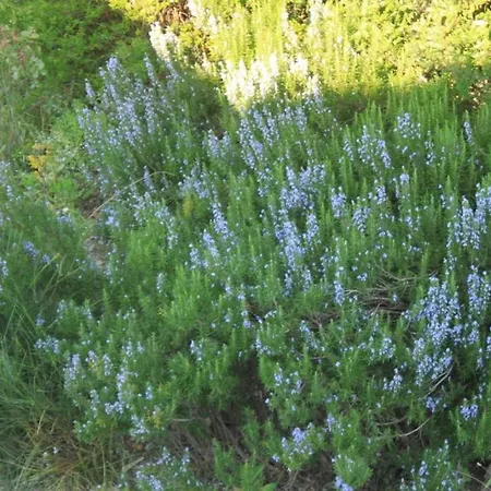 Apartman With A Parking Space Slano, Dubrovnik - 8547 *