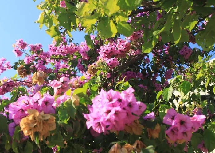 Διαμέρισμα With A Parking Space Slano, Dubrovnik - 8547 *