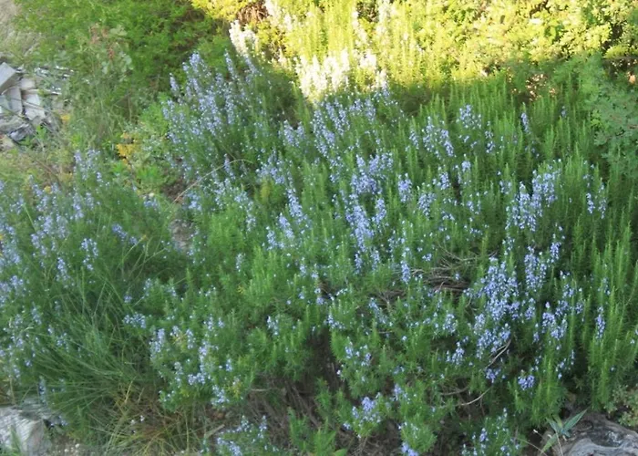 Διαμέρισμα With A Parking Space Slano, Dubrovnik - 8547 *